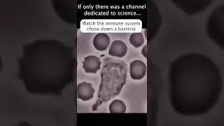 Immune System Chases a Bacteria Running for Its Life 😂