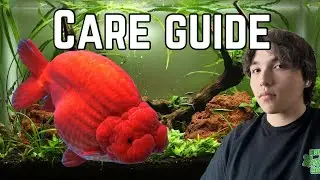 Fancy GoldFish Care Guide