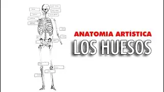 Anatomía artística / Los huesos del cuerpo humano