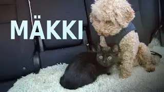 Teekond Mäkki