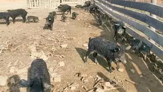Ograda za mangulice
