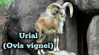 Urial: el carnero salvaje de las monta&ntilde;as de Asia