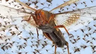 The Worst Invasive Species Disasters In History
