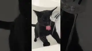 My Cat Is Obsessed With Drinking Water From The Bath Tub! 💦| Lucy The Cat