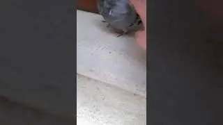 accarezzare un piccione
