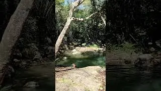 dog playing waterfall! #paradise #waterfall #puppylove #life #dog #dogshorts #animals #viral #blue