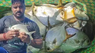 Traditional Casnet fishing 🎣 | Catching lot of Pompano fish in the Rock beach