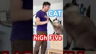 A CAT HIGH FIVE (we found Extra toilet paper) #catsofyoutube #summer #funnyanimals #shorts #bagagwa