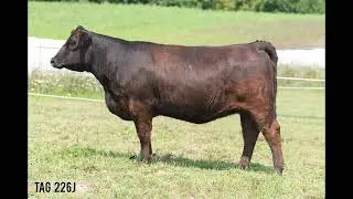Smith Cattle: Tag 226J