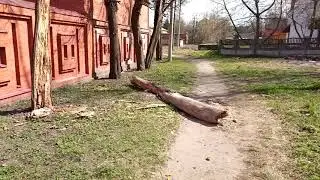 Старые липы. Разлом времени и стволовой разлом.