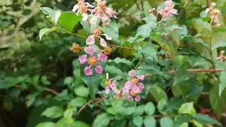 Acerola Cherry (Malpighia emarginata)