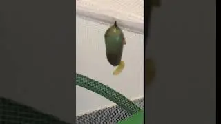 Tachinid fly parasite in a monarch chrysalis