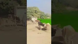 Peaceful Rural Life 🐄🌿 | Village Animals & Green Fields#RuralLife#VillageLife#NatureShorts