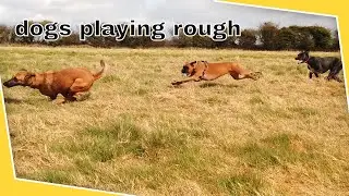 Dogs Fast Hard playing rough