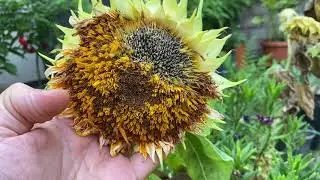 SemiStrani.it - Come estrarre i Semi dai Girasoli