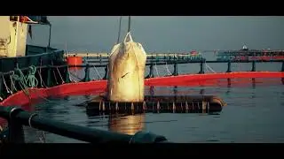 AJD TUNA LTD-REARING IN MALTA