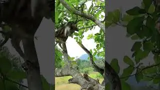 King Cobra vs. Bald Eagle