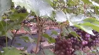 Сорт винограда 