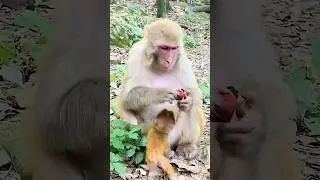🙉🍒❤️