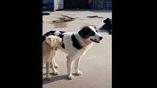 King Charles scared Playboy || king Charles alpha dog new video || King Charles Cryptocurrency 