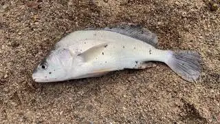 Ultimate Fishing Adventures Of All Time Special Guest @JamieBurton74 & @joshhayes9570