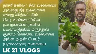 சீன வல்லாரை சாப்பிட்டால் என்ன ஆகும் அதிர்ச்சி ஊட்டும் உண்மைகள் 