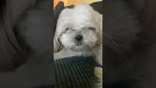 I tried 😂😅 #puppy #dog #cute #pets #funny #cuteanimals #smoothbrain