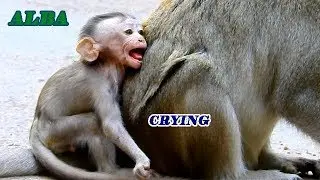 Sadness seeing Alba crying so loudly but Anna do nothing for baby Alba