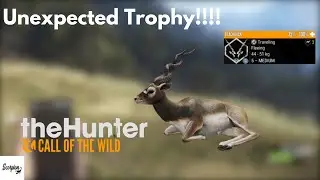 Tiger Grind Day 2 Unexpected Trophy Black Buck!!!!?????