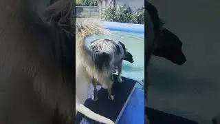 &Ccedil;a commence vraiment t&ocirc;t chez les Golden #chiots #pets #humour #funnypets #goldenretriever