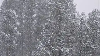 Sheep Among Wolves - Winter Snow