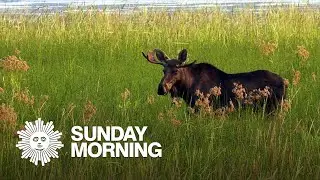 Nature: Moose