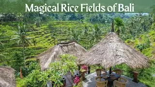 Tour of the Most Famous Rice Fields in Bali