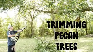 Обрезка ореховых деревьев на территории участка.