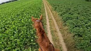 EX-RACEHORSE GETS CRAZY IN OPEN FIELDS😱🚀 | helmet cam