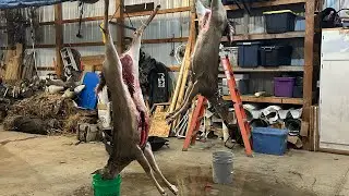 First video big doe down