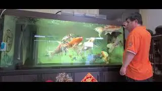 龍鳳錦鯉～龍鯉.白金蝴蝶龍鯉專區Butterfly Koi