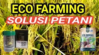 Testimoni Eco Farming Pada Padi dan Perbandingan Dengan Padi Tradisional