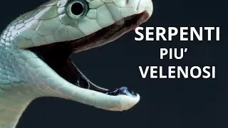 I SERPENTI PI&Ugrave; VELENOSI AL MONDO ☠️⚠️