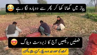 Onion 🧅 nikal rhay 😔 || Beauti of crops || village life velog #villagelife #farming 