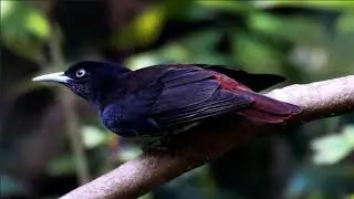Oriole Bird Compilation and Mix