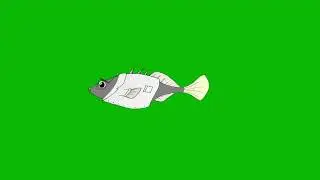 Fish Green Screen video  | Fish Animation video | King wc