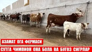 СУТДОР  ОНА  БОЛА  ВА  БУГОЗ  СИГРЛАР  АЗАМАТ  ОГА