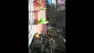 Bru(n)tální parapet Live Stream