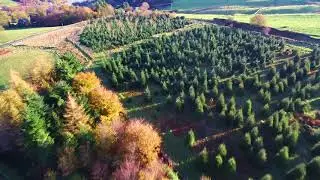Clayton Fold Christmas Tree Farm - Promotional Video