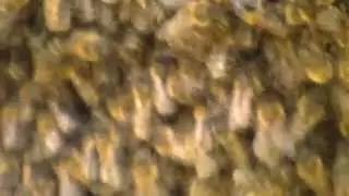 Silence of the Bees - Hive, PBS, honeybee