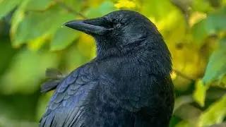 One Eye'd Crow Buddy Relaxing