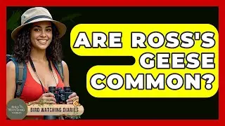 Are Ross's Geese Common? - Bird Watching Diaries