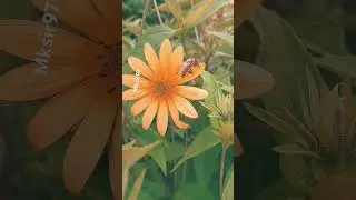 #song #hindisong #bollywood #bollywoodsongs #love #nature #flowers #mksir97 #garden