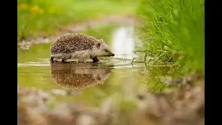 N&Atilde;O DE BANHO NO HEDGEHOG ANTES DE VER ESSE VIDEO - Dicas e cuidados.